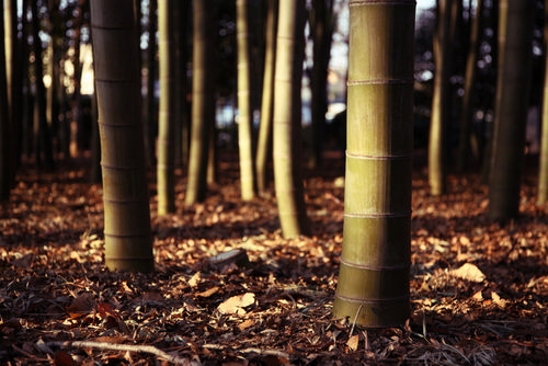 RALERI SUNGLASSES ECOLUTION BAMBOO